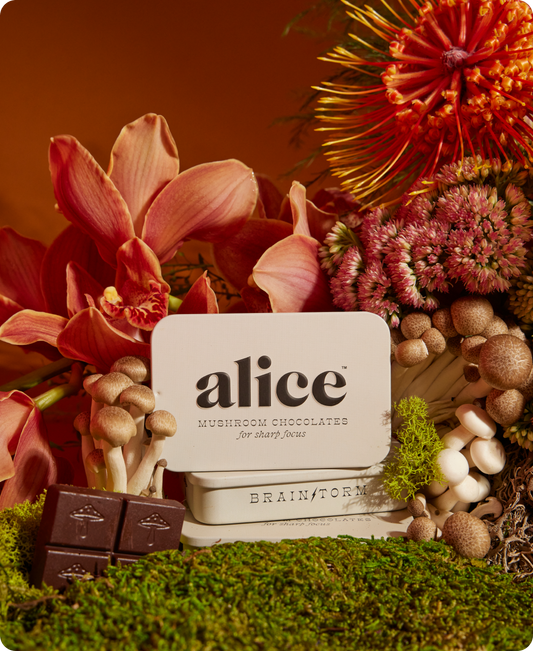 Alice Mushrooms - Brainstorm — mushroom chocolates for focus