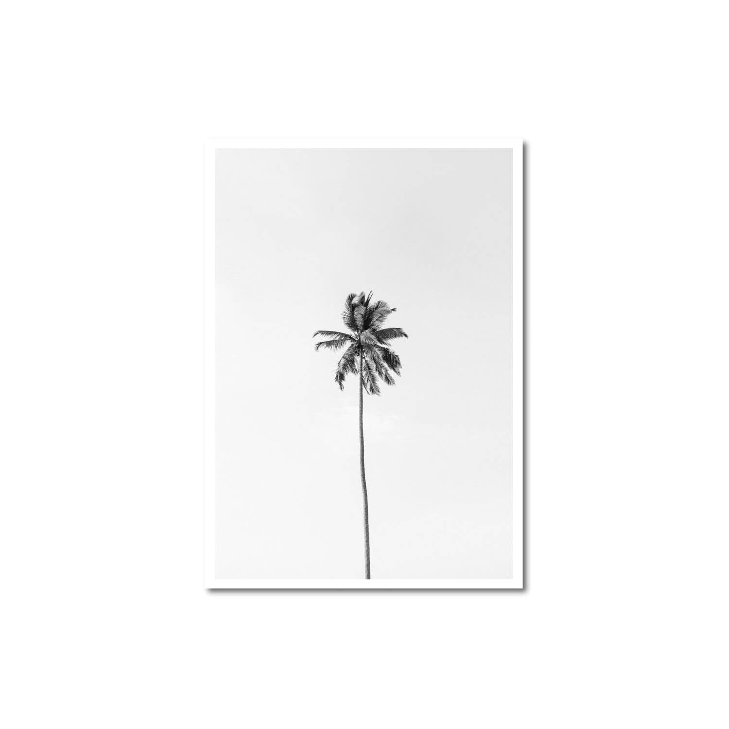 Peechy - B&W Palm Tree Print